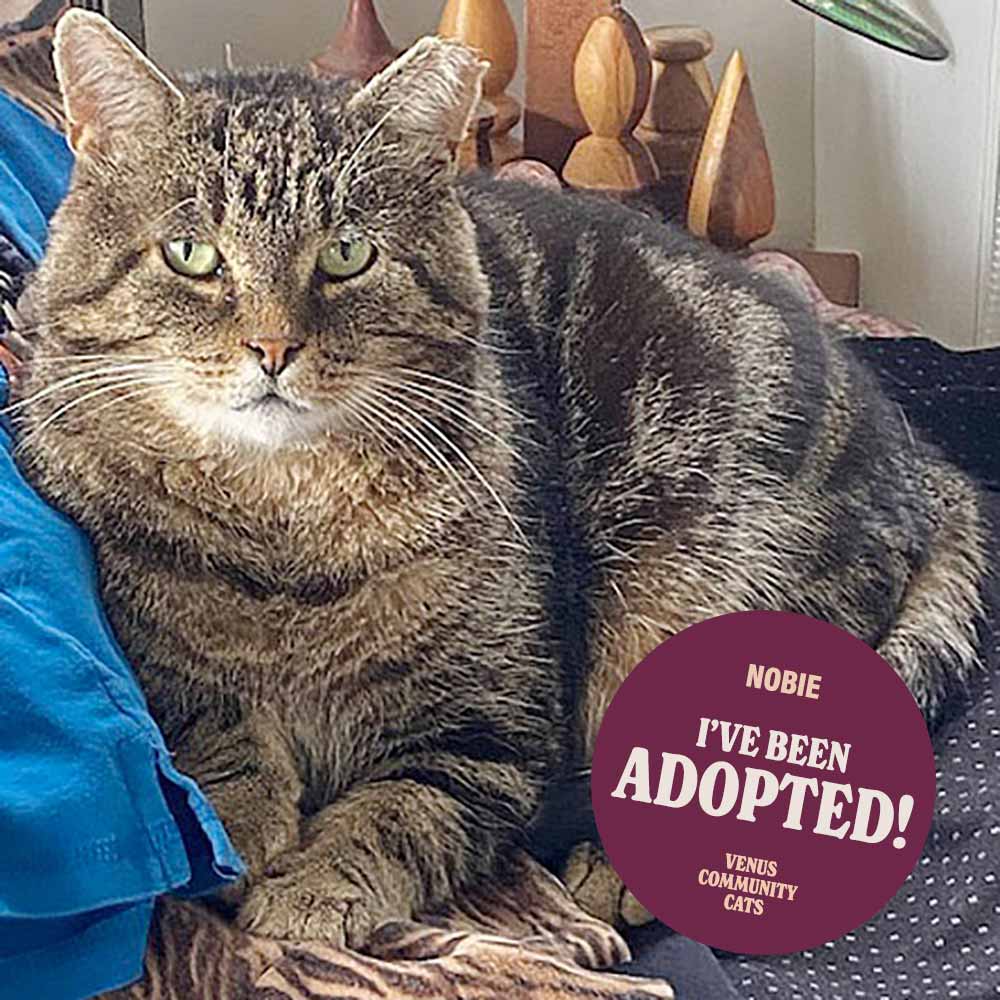 Adopted cat