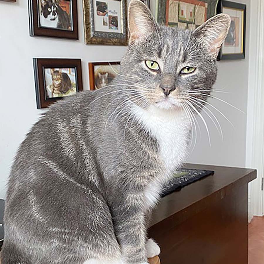 Adoptable cat in Lion's Head