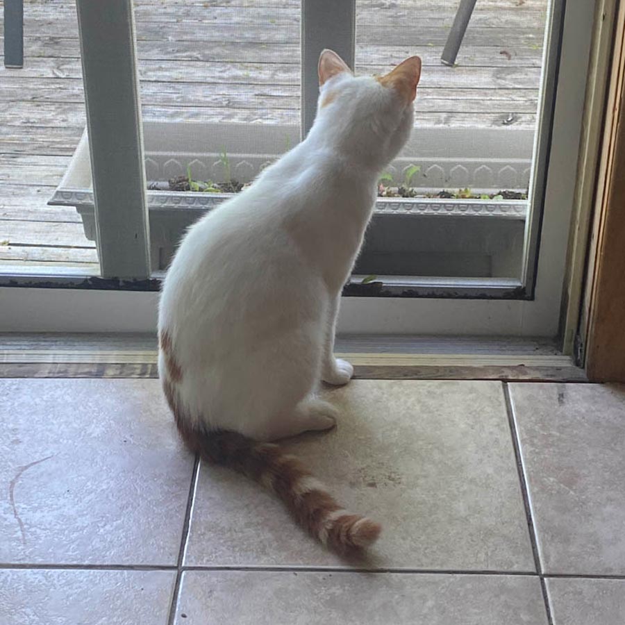 Adoptable cat
