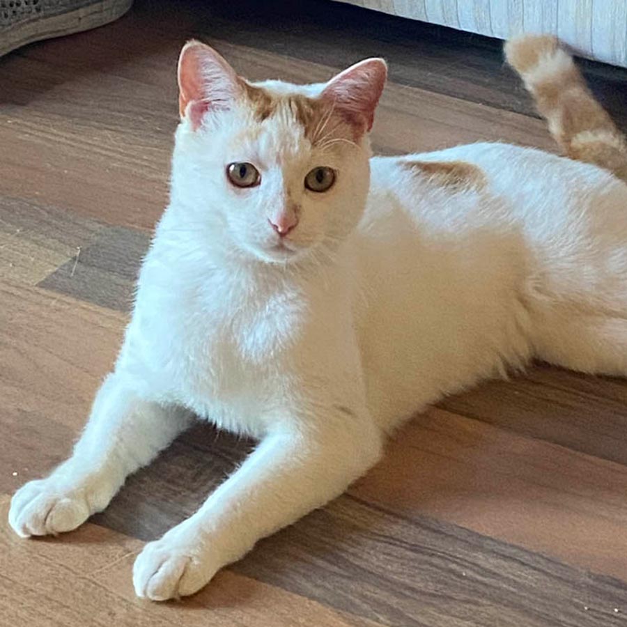 Adoptable cat