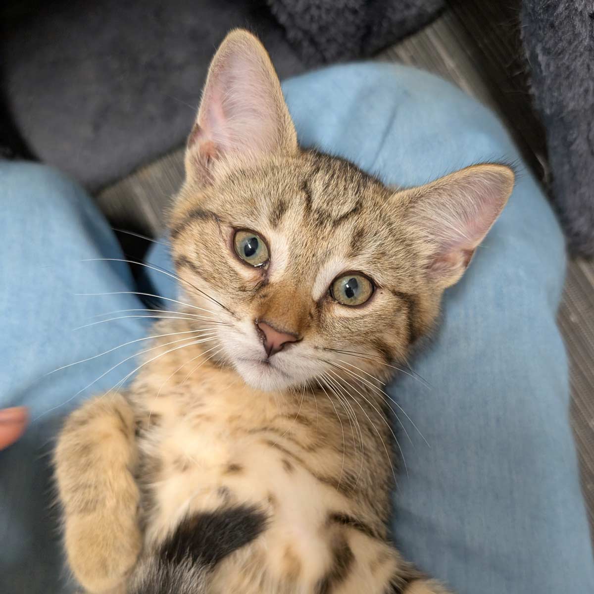Adoptable kitten