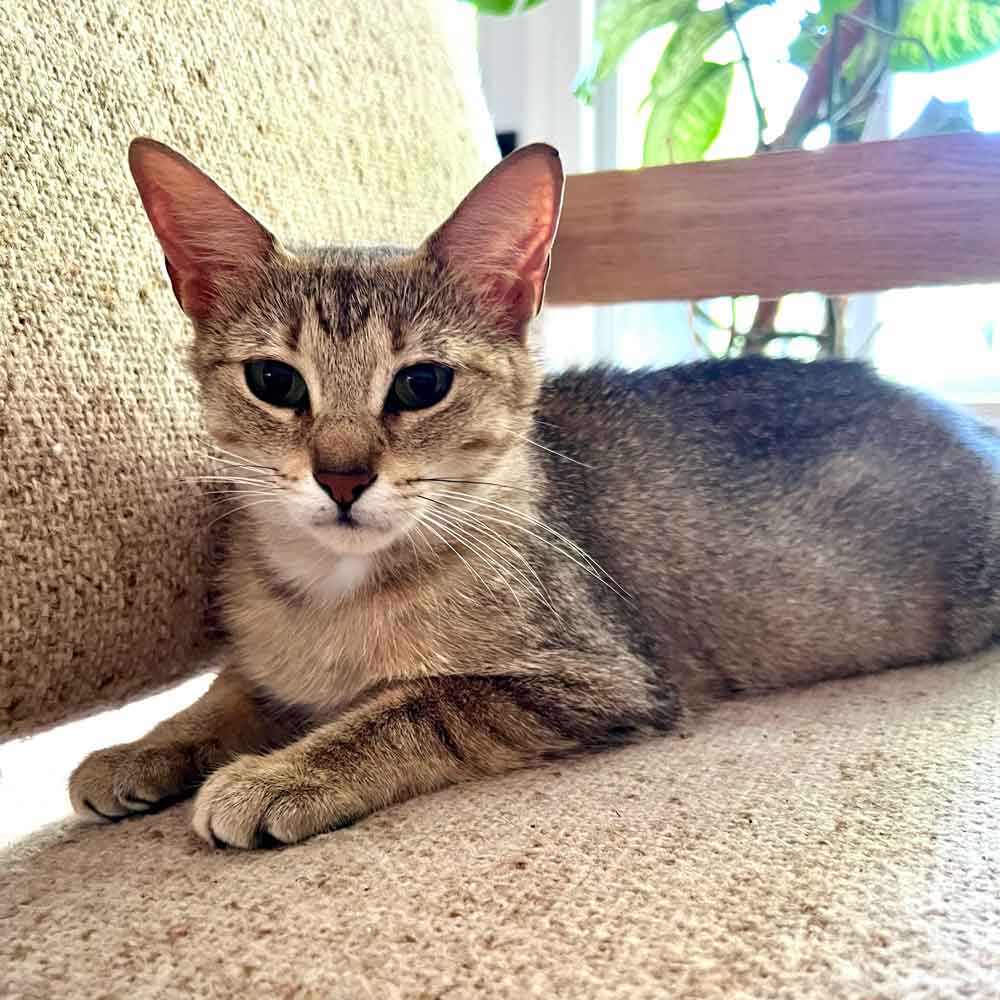 Adoptable cat