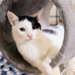 Cat for adoption