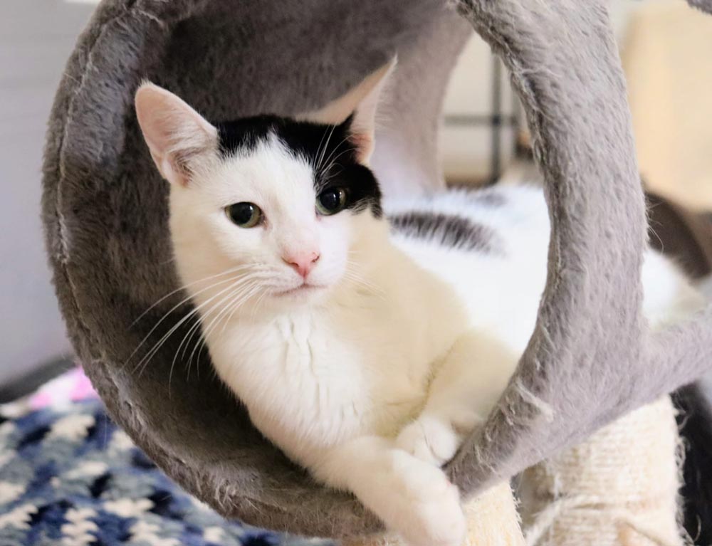 Cat for adoption