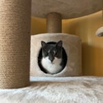 cat for adoption